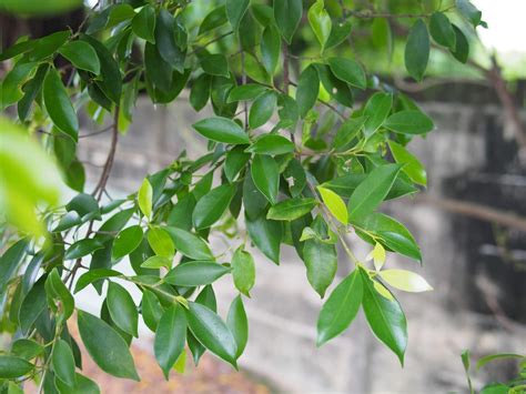 驅邪物品|各種避邪植物：抹草（茉草）、榕樹葉、芙蓉葉 – G.